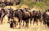 TANZANIA - Serengeti National Park - Migrazione Gnu - 03